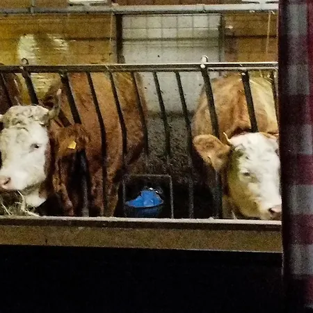 Haengebett Im Stall Fahrni Buitenkant foto