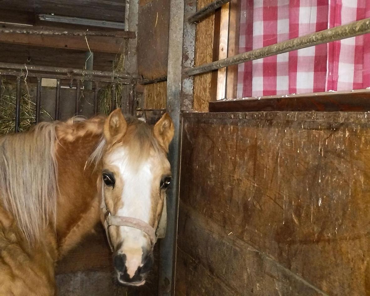 Farm stay Haengebett Im Stall